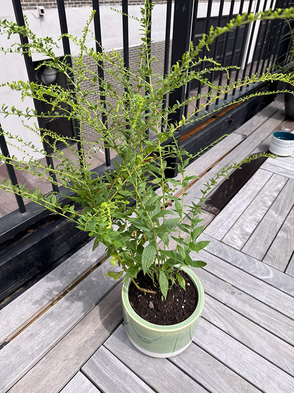Showy Goldenrod on Fitler Square roof deck