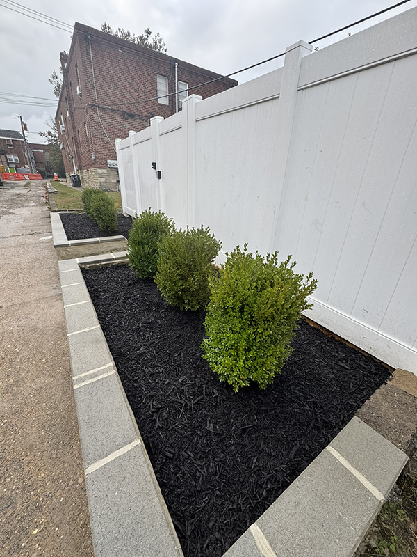 Oxford Circle NE boxwoods
