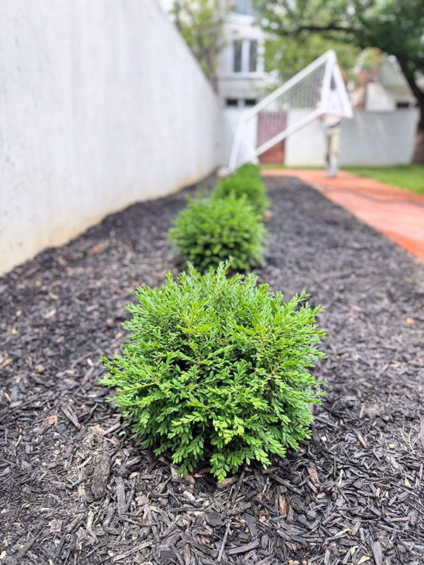 Oh, the simple boxwood.