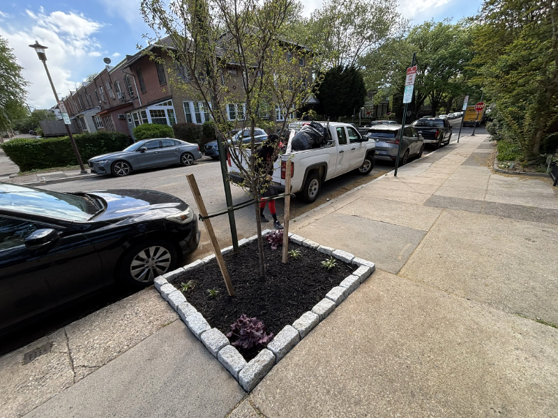West Philly Okame Cherry (Prunus 'Okame') trees and Belgian block edgers.